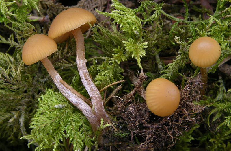 Galerina da determinare n�12.